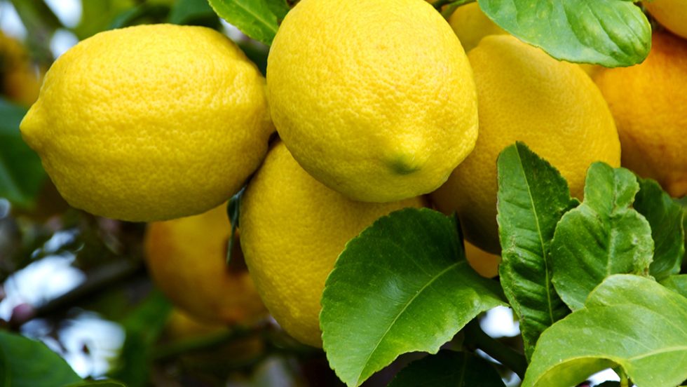 lemonia
